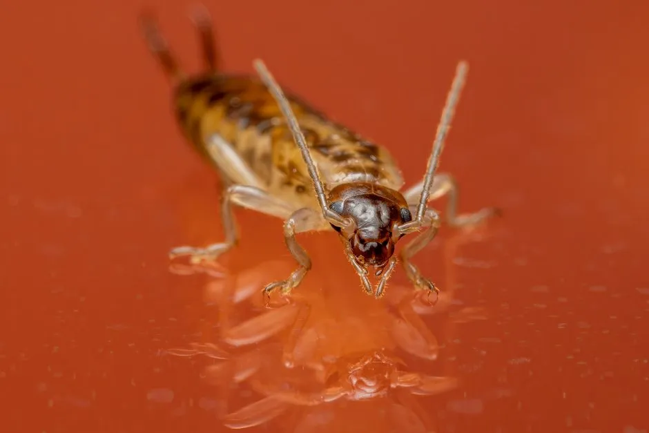 What Do Bed Bugs Look Like? An Evidence-First ID Guide