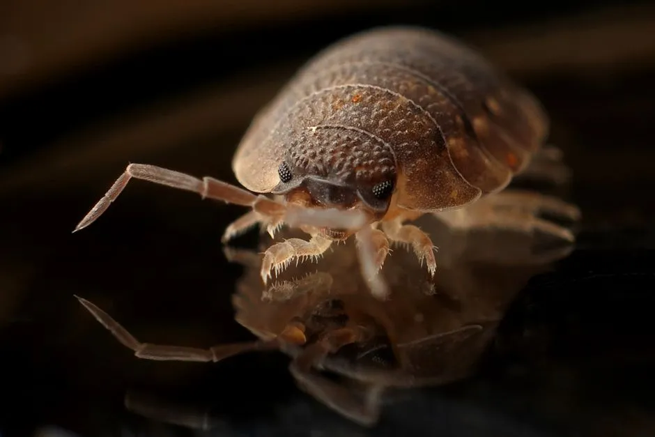 Bed Bug Bites: Signs, Lookalikes, and What to Do